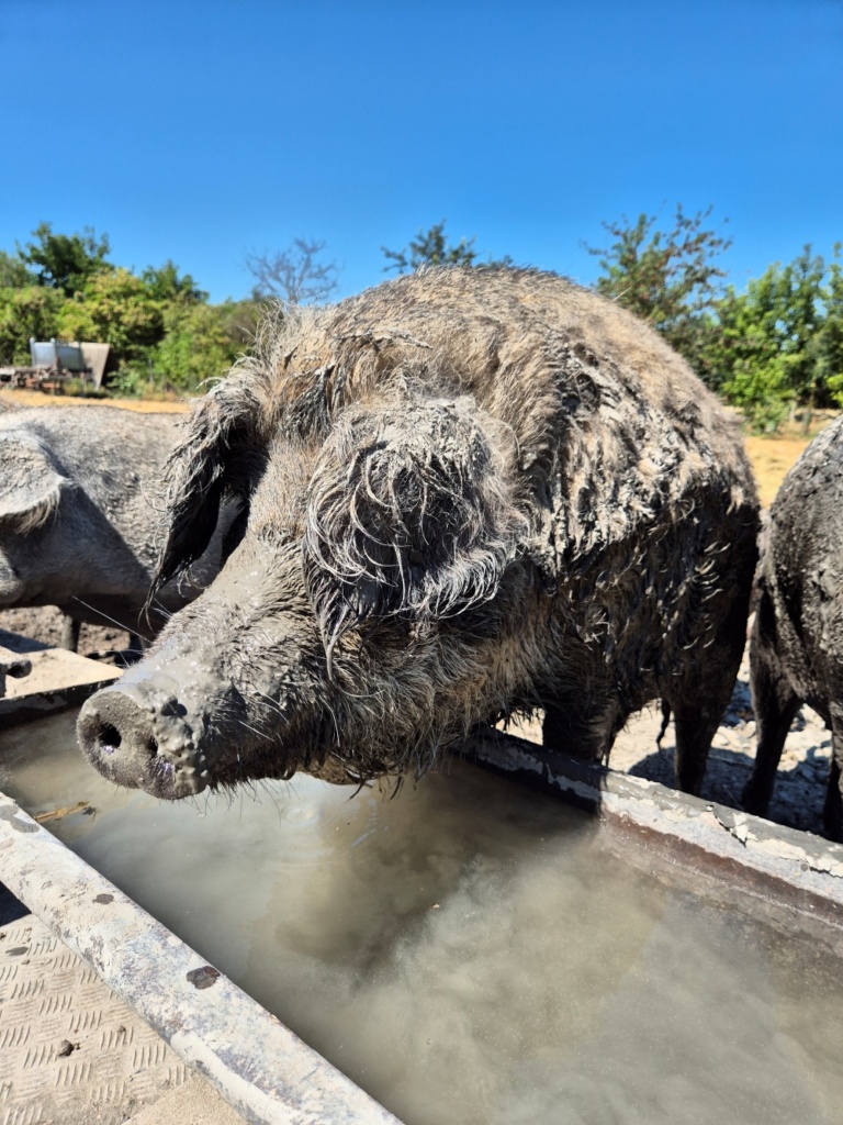 Mangalitza Portrait