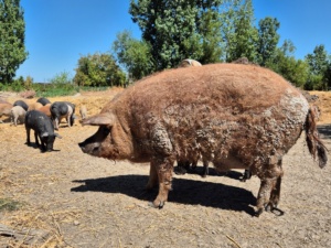 Rotes Mangalitzaschwein Triebaumer Rust